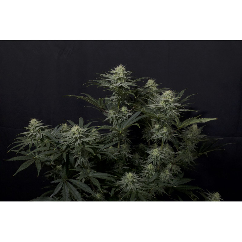 GG4 Sherbet FF - Fast Buds, 3