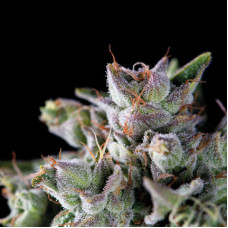 Gorila - Pyramid, 3+1