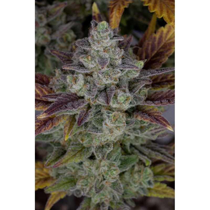 Gorilla Cookies Auto - Fast Buds, 3