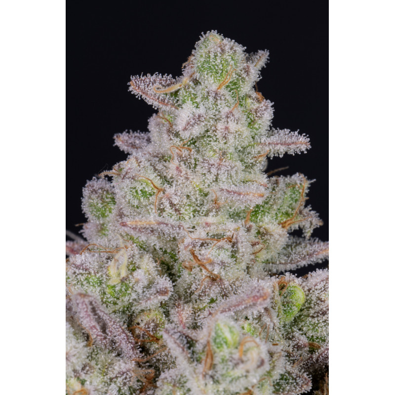 Gorilla Cookies Auto - Fast Buds, 3