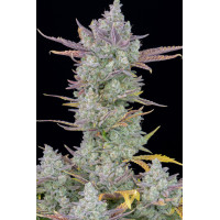 Gorilla Cookies Auto - Fast Buds, 3