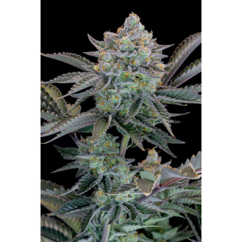 Gorilla Cookies FF - Fast Buds, 5