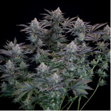 Gorilla Cookies FF - Fast Buds, 5