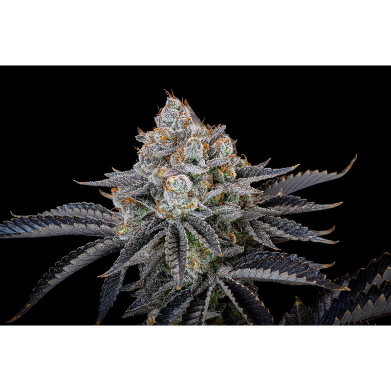 Gorilla Cookies FF - Fast Buds, 5