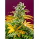 Gorilla Girl F1 Fast Version - Sweet Seeds, 3+1