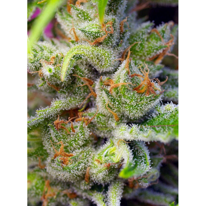 Gorilla Girl - Sweet Seeds, 5+2