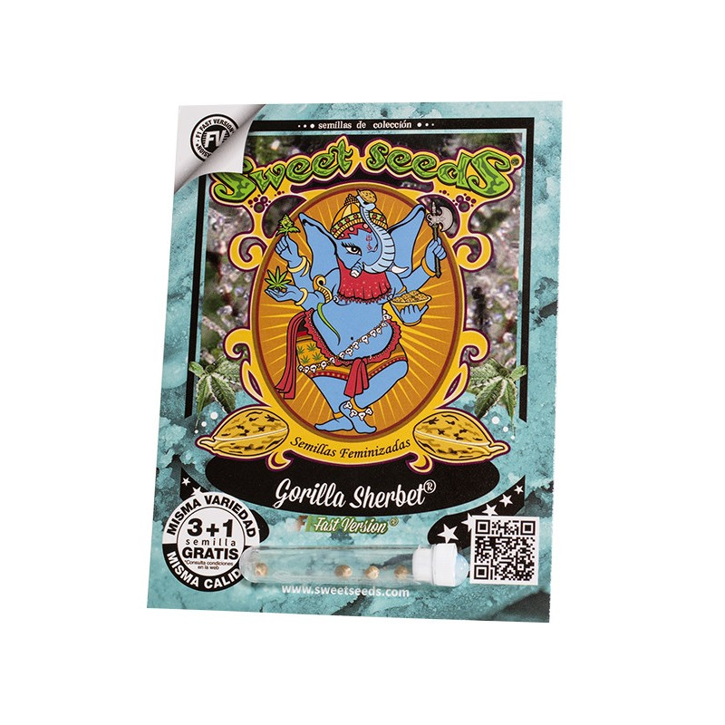Gorilla Sherbet F1 Fast Version - Sweet Seeds, 3+1