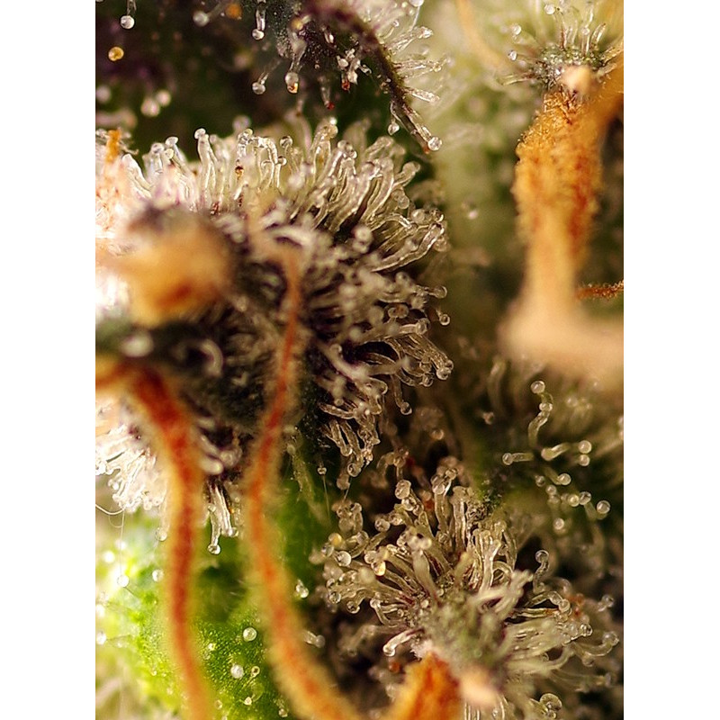 Gorilla Sherbet F1 Fast Version - Sweet Seeds, 3+1