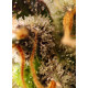 Gorilla Sherbet F1 Fast Version - Sweet Seeds, 3+1
