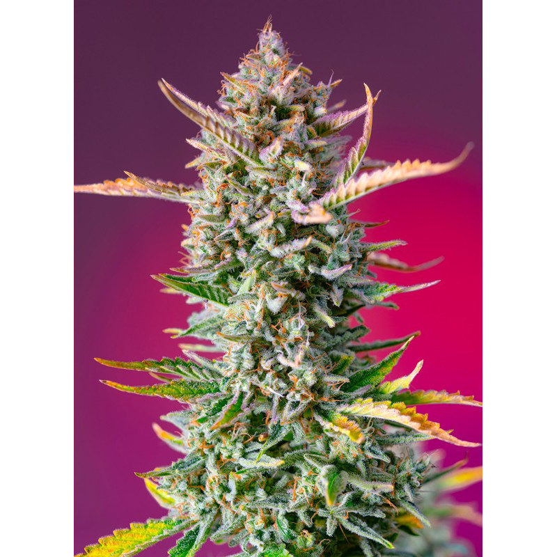 Gorilla Sherbet F1 Fast Version - Sweet Seeds, 3+1