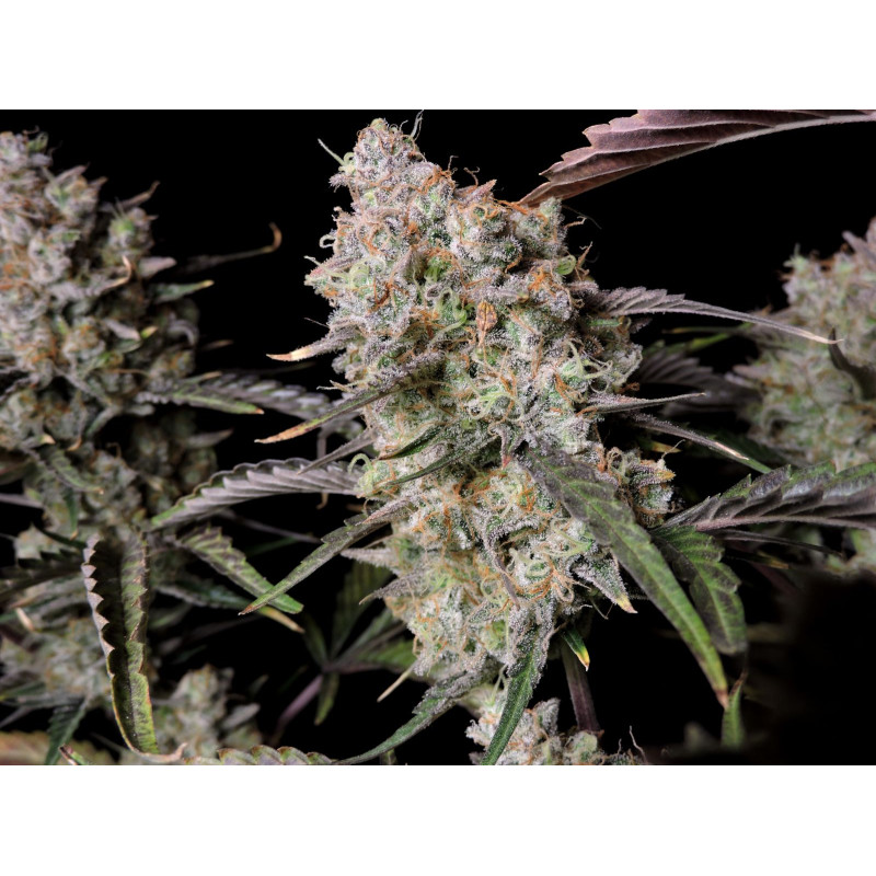 Gorilla Z Auto - Fast Buds, 3
