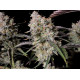 Gorilla Z Auto - Fast Buds, 3