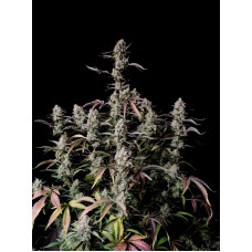 Gorilla Z Auto - Fast Buds, 3