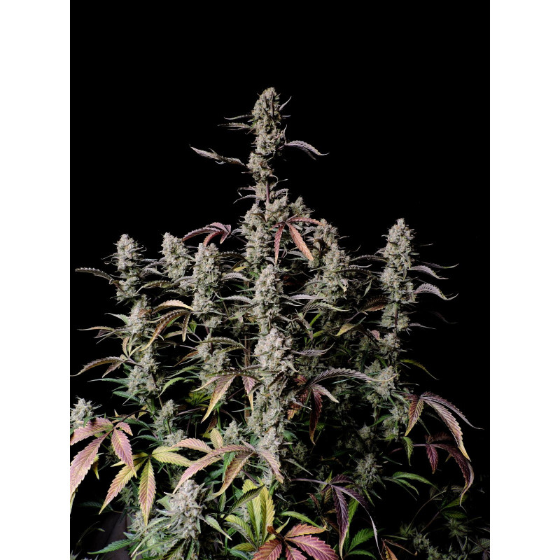 Gorilla Z Auto - Fast Buds, 3