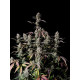 Gorilla Z Auto - Fast Buds, 3