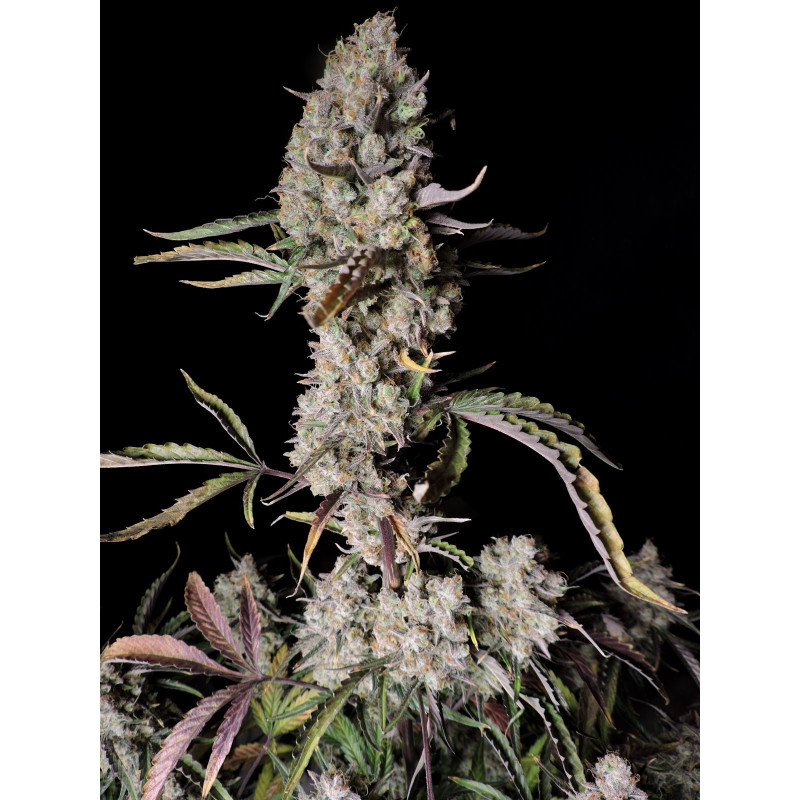 Gorilla Z Auto - Fast Buds, 3