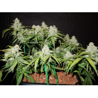 Green Crack Auto - Fast Buds, 3