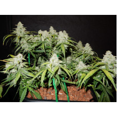 Green Crack Auto - Fast Buds, 3