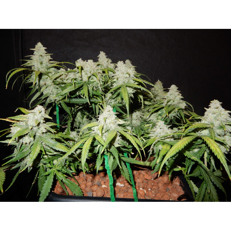 Green Crack Auto - Fast Buds, 3