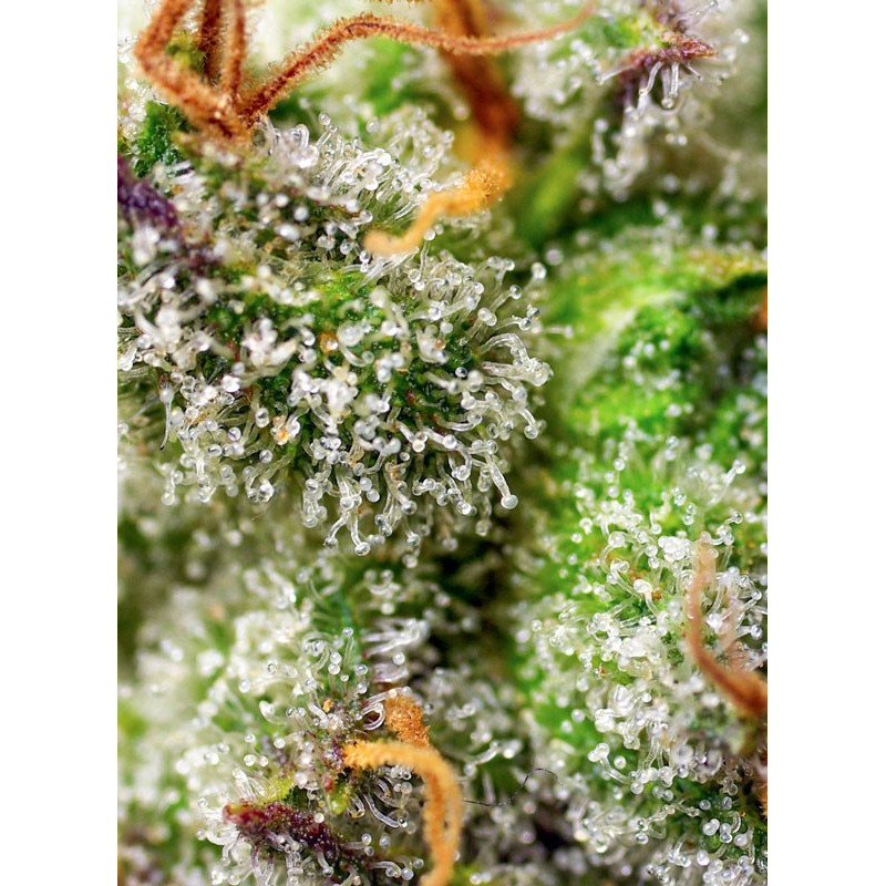 Green Poison F1 Fast Version - Sweet Seeds, 3+1