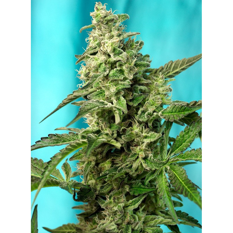 Green Poison F1 Fast Version - Sweet Seeds, 3+1