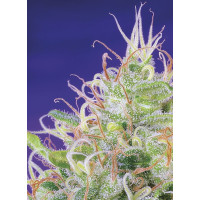 Green Poison - Sweet Seeds, 3+1