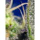 Green Poison XL Auto - Sweet Seeds, 5+2