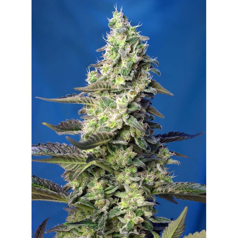Green Poison XL Auto - Sweet Seeds, 5+2