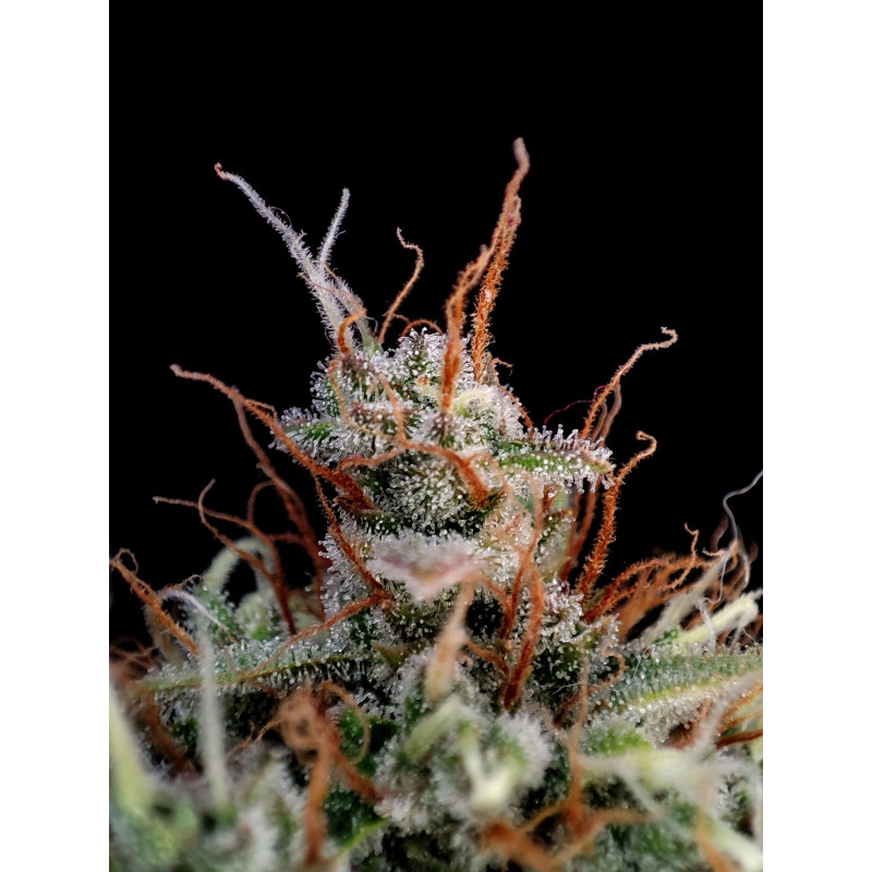 Guava Auto - Fast Buds, 3