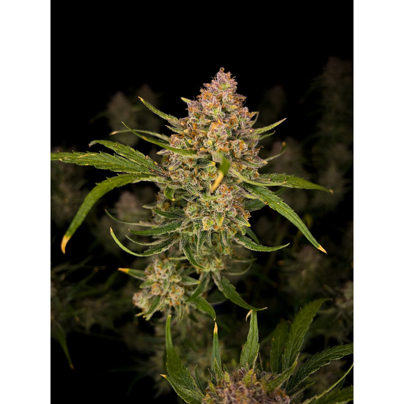 Guava Auto - Fast Buds, 3