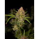 Guava Auto - Fast Buds, 3