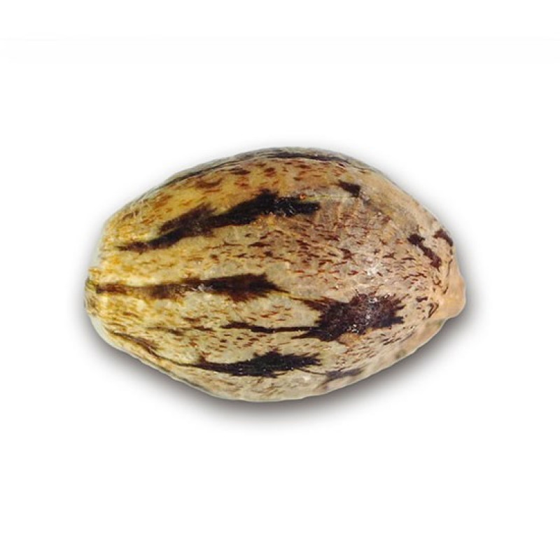 Il Diavolo - Delicious, 10