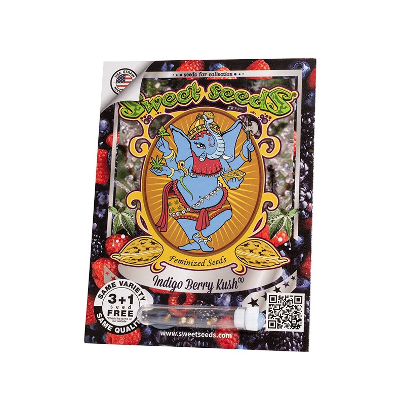 Indigo Berry Kush - Sweet Seeds, 3+1