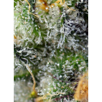 Indigo Berry Kush - Sweet Seeds, 3+1