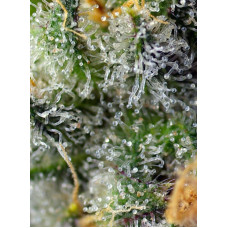 Indigo Berry Kush - Sweet Seeds, 5+2