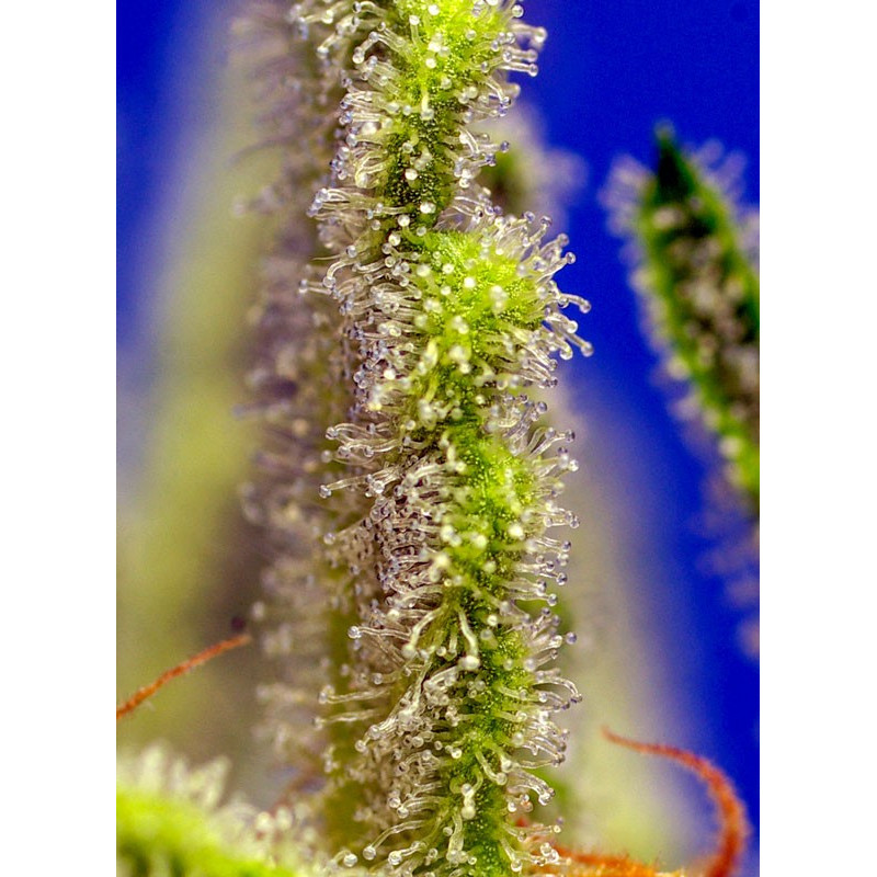 Jack 47 XL Auto - Sweet Seeds, 5+2