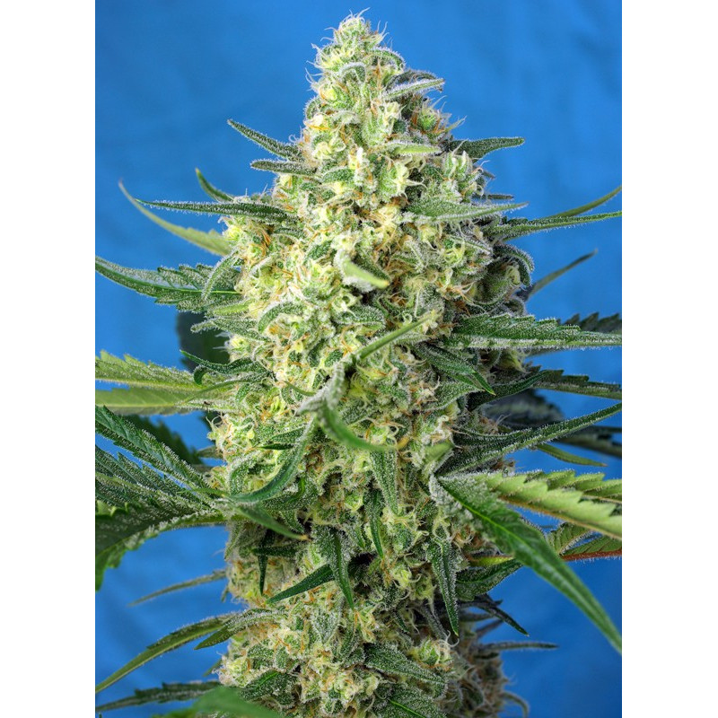 Jack 47 XL Auto - Sweet Seeds, 5+2