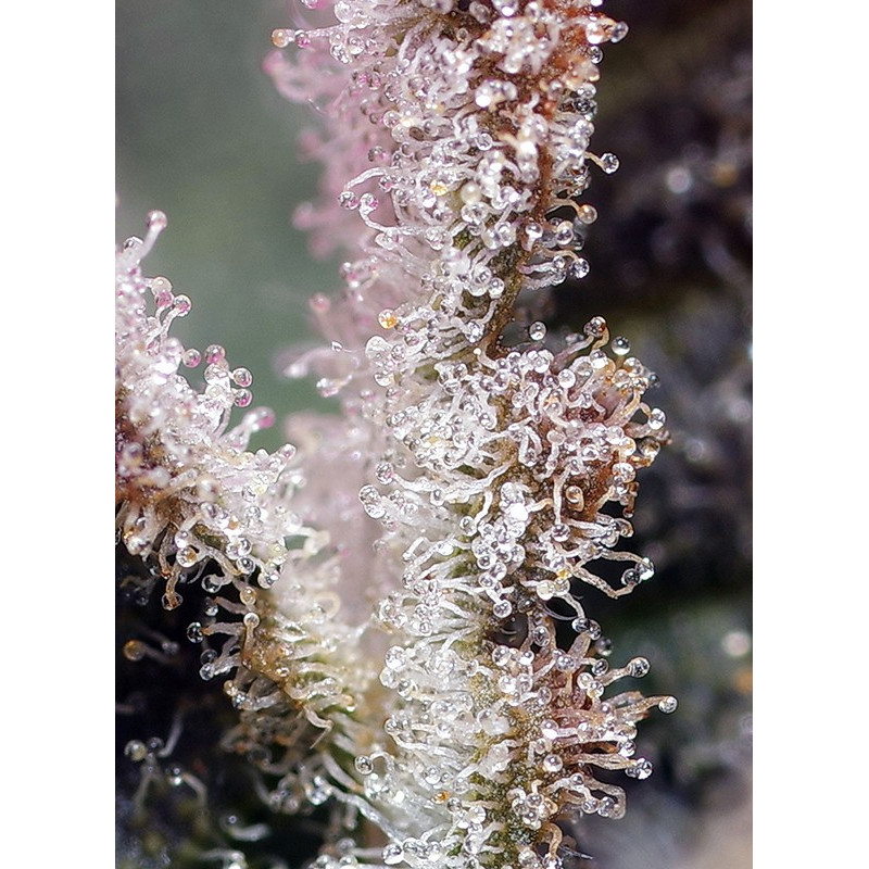 Jet Fuel Mandarine XL Auto - Sweet Seeds, 3+1