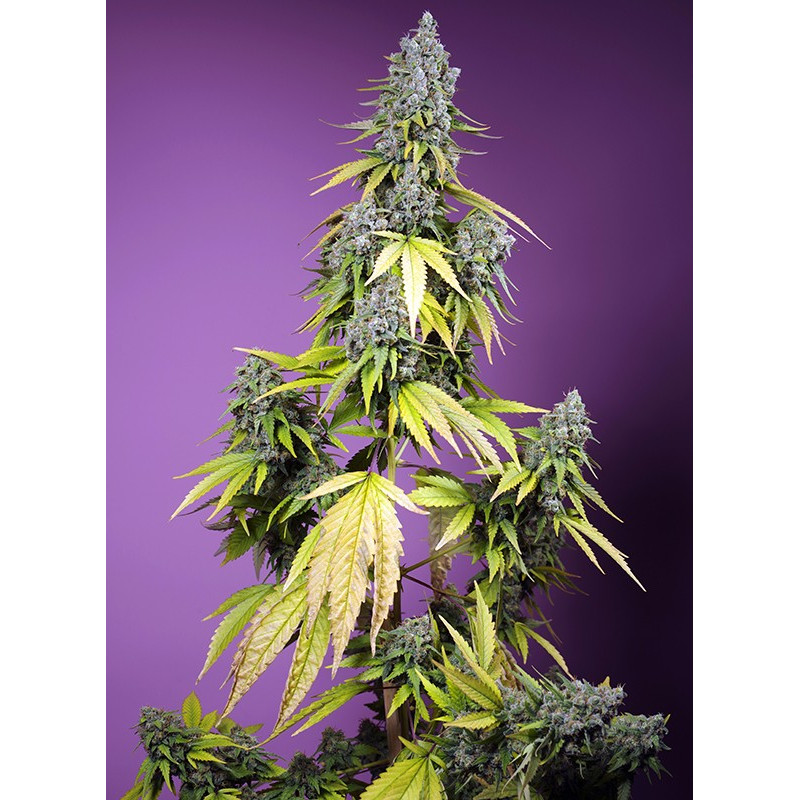 Jet Fuel Mandarine XL Auto - Sweet Seeds, 3+1