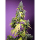 Jet Fuel Mandarine XL Auto - Sweet Seeds, 3+1