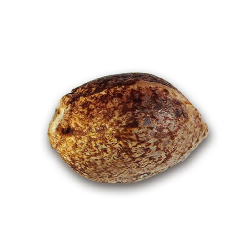 Jägg Kush - Delicious, 3