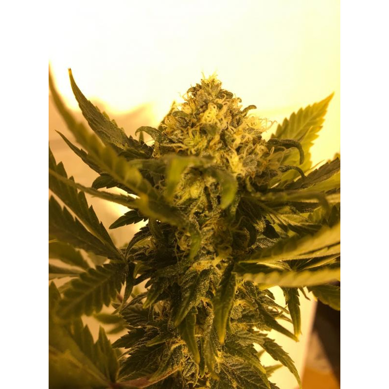 Jägg Kush - Delicious, 3