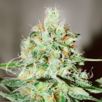 Jägg Kush - Delicious, 3