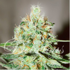 Jägg Kush - Delicious, 3