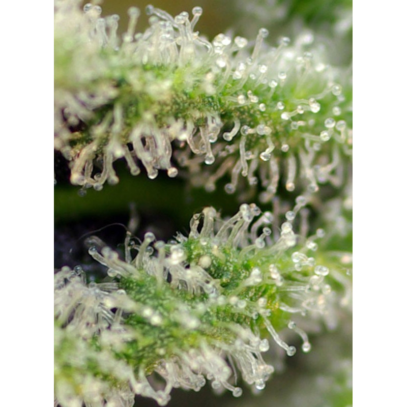 Killer Kush F1 Fast Version - Sweet Seeds, 5+2