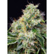 Killer Kush F1 Fast Version - Sweet Seeds, 5+2