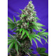 Killer Kush F1 Fast Version - Sweet Seeds, 5+2