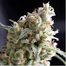 Kukulkan - Pyramid, 5+2