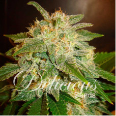 La Bella Afrodita - Delicious, 5