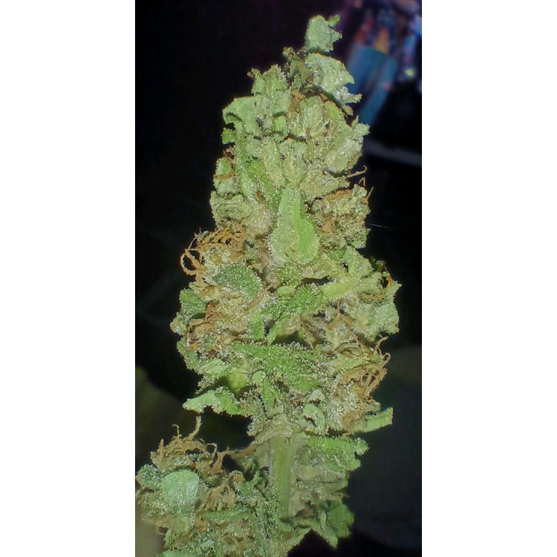 La Bella Afrodita - Delicious, 3